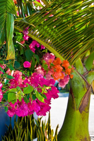 What is your favourite tropical flower?