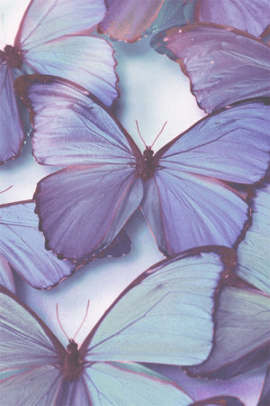 photography purple nature butterfly
