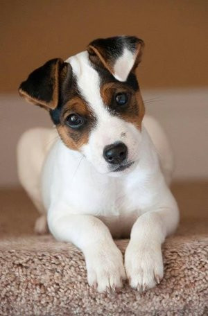 Quote: Make your point quietly and clearly and listen to Jack Russell ...