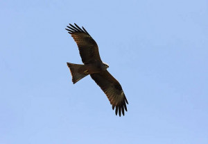 Quotes Using A Buzzard And Eagle ~ Heatherlea - Birdwatching tours ...