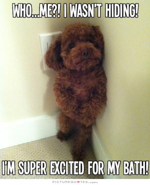Dog Quotes Excited Quotes Hiding Quotes