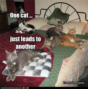 Cats Quotes and Cute Cat Pictures | Cool Cat Pictures and Videos