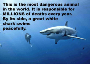 ... every year. By its side, a great white shark swims peacefully