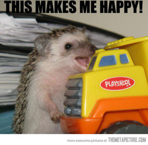 Funny photos funny hedgehog happy face toy