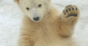 Polar bear…save them! …you can even start by just doing simple ...