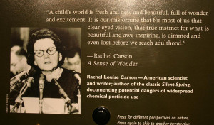 Rachel Carson quote