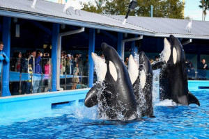 Orcas during a show at the Shamu Up Close attraction at SeaWorld in ...