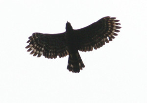 Black Hawk Eagle Spizaetus