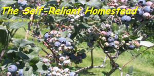 If you're interested in homesteading but either haven't yet taken on ...