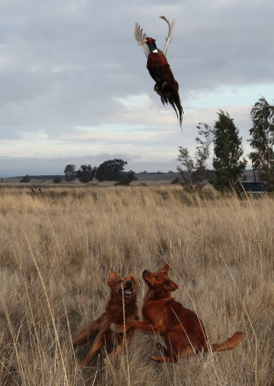 another-animal-blog: Pheasant Hunt by dglassme