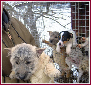 ... and gloves, while the puppies shiver in wire mesh cages in the snow