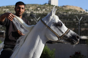 The owner of a horse breeding farm Louai Suleiman prepares a horse ...