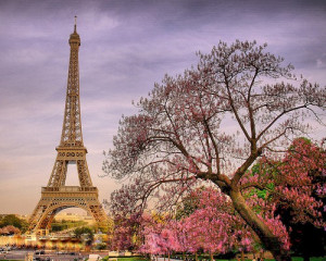 Eiffel Tower In Spring Bloom