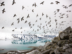 Dovekies returning from sea to nest fill the skies over Svalbard.