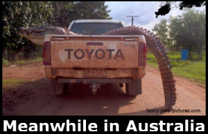 Hilarious Meanwhile In Australia Crocodile Alligator Joke Picture