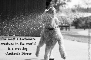 am joining the Black and White Sunday blog hop hosted by