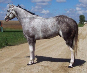Funny Quotes Paint Horse Horse Animals Stallion Cavalo 450 X 360 28 Kb ...