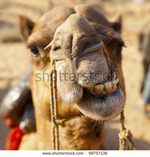 Related image with Camel Face Drawing