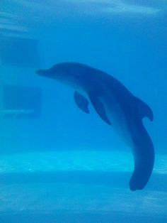 winter the dolphin | winter dolphin tale Live report from the set of ...