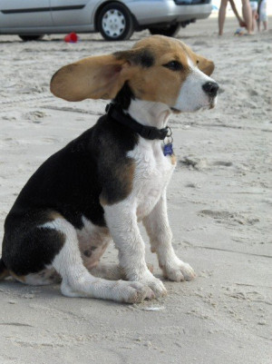 My beagle on a very windy day at the beach