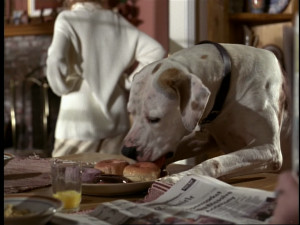 Homeward Bound 2 - Donuts