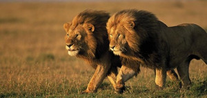 Young male lions leave their home pride to lead a pride of their own