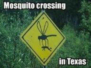 Mosquito Crossing