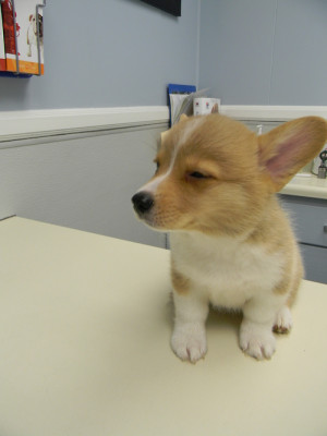 Corgi Puppy Is Suspicious This Is Not Actually The Entrance To The ...