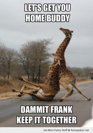 giraffe drunk road falling animal funny pics pictures pic picture ...