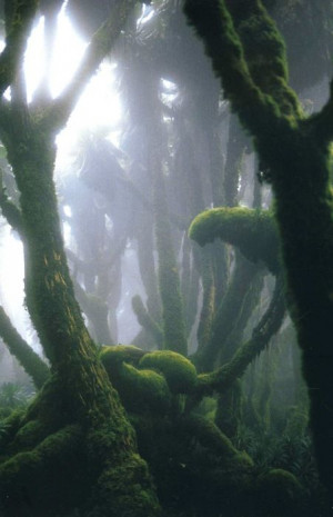 Fog: Rwanda Virunga, Green Natural, Beautiful, Magic Places, Dark ...