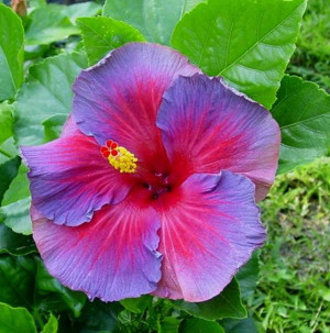 Posts related to Blue hibiscus flower wallpaper