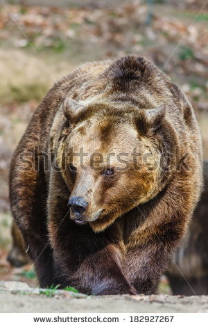 Angry Bear Stock Photos Illustrations And Vector Art