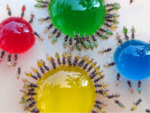 Translucent Ants Photographed Eating Colored Liquids by Christopher ...