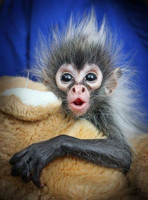 Funny Bad Hair Day Sayings Bad hair day! found on scontent-a.xx.fbcdn ...