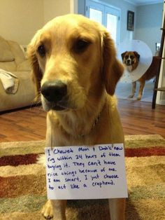 Rug ChewerSavannah, our 2 year old Golden Retriever, cannot go a ...