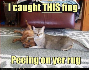funny cats and dogs, peeing on the carpet