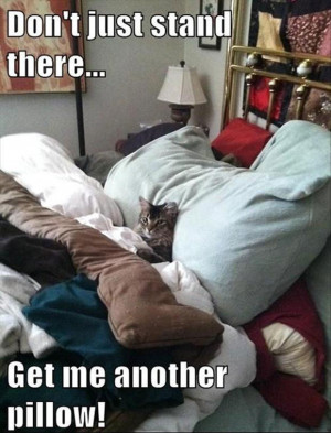 Funny Cat Pictures with Captions 44