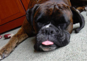 Funny Boxer Dog Showing His Tongue While Sleeping Puppies Wallpaper ...
