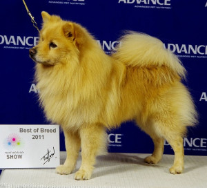 German Spitz Mittel Picture