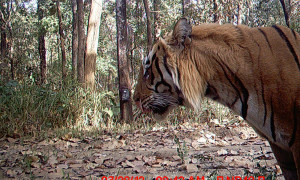 http://worldwildlife.org/stories/more-tigers-in-nepal