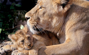 rate select rating give baby lion 1 5 give baby lion 2