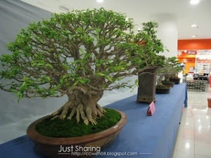 ... Most Famous Bonsai Trees - World's Most Amazing Things, Amazing Photos