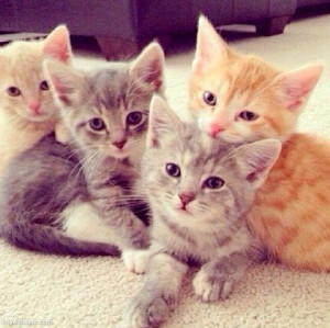 Cute Kittens Photo Credited