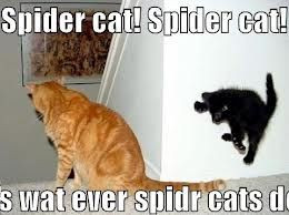 Funny Spider Quotes Google Search
