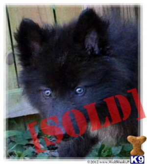 Wolfdog Cubs Wolf Dog Pup For Sale Located Sacramento