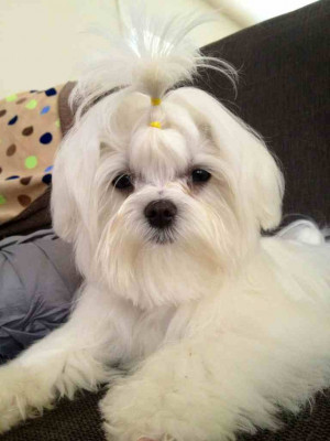 Grooming Maltese Dogs