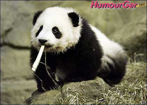 Humour Panda, photos drôles de pandas roux, images comiques de pandas ...