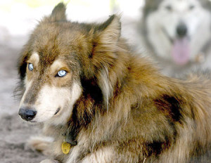 wolf-dog interbred is the ending of pairing a dog with a delirious ...