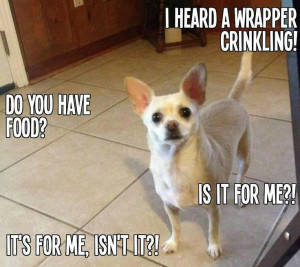 If dogs could talk...