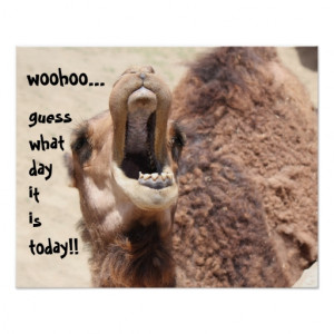 funny_camel_hump_day_guess_what_day_it_is_poster ...